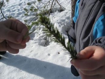 Barna lærer om forskjellen på furu og grantre!
